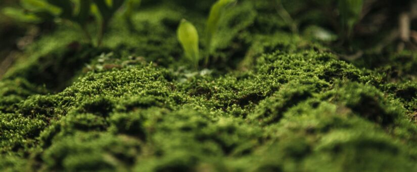 WOLLY destinará 0,5% de suas receitas a projetos tecnológicos de eliminação de CO2 com Stripe Climate