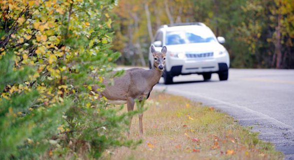 Radiografía de los siniestros viales con animales: en carreteras, en la mañana y con un coste de reparación de casi dos mil euros
